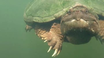Snapping Turtle Underwater