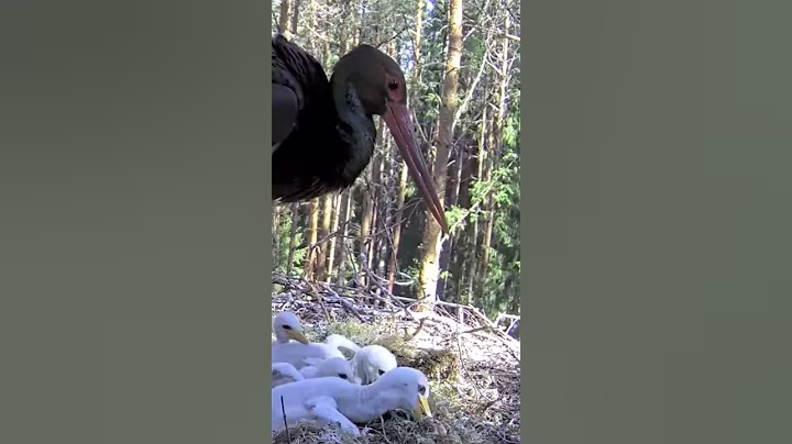 P#931- Review mother birds brings food to feed her babies in the nest, baby birds life #birdslover