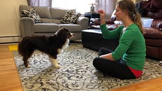 AKC Intermediate Trick Dog Test