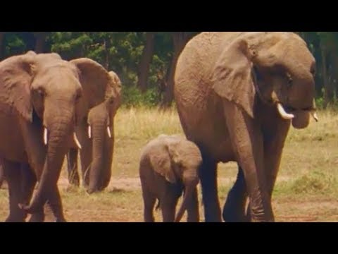 Wideo: Jak Długo żyją Słonie?