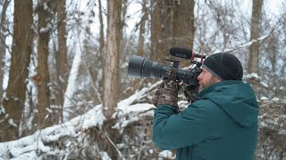 Great Grey Owls with the Nikon Z6II and 500mm PF. Owls are awesome!