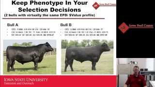 Genetic Considerations for the First-calf Beef Heifer