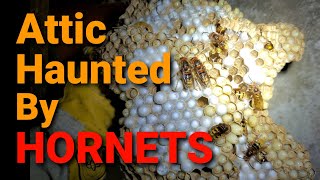 Attic HAUNTED by HORNETS! | Massive European Hornets Nest Removal