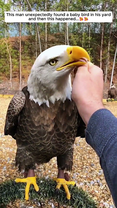 This man discovered a baby bird in his backyard by chance, and what happened next was amazing...
