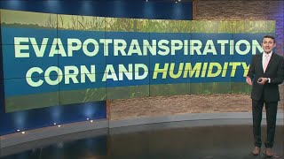 Climate Friday | How 'corn sweat' impacts humidity levels