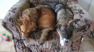 Süße,Lustige Hundefotos. Dog Pictures.