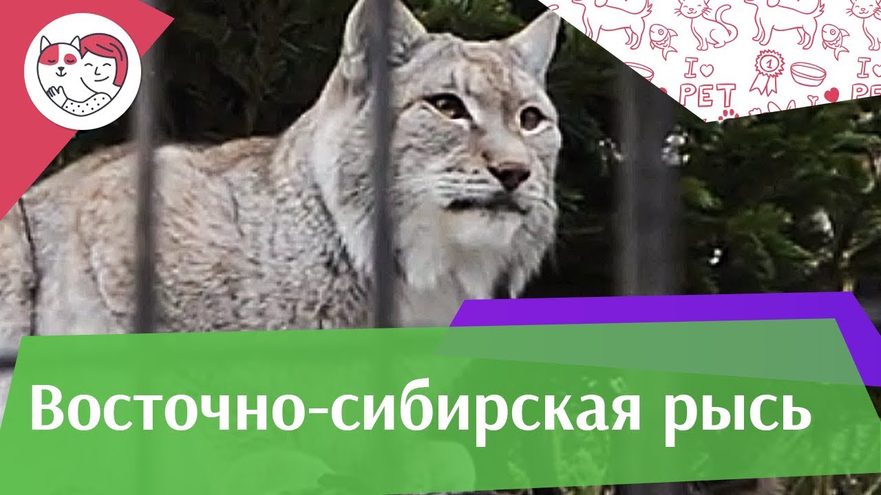 питомцы кукол лол Восточно сибирская рысь Питание на ilikepet