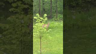 Then the Deer ate the bird seed #deer #birdseed #animalfunnyshort #deerseason #birds #birdfeeder