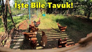 İşte Bile Tavuk !-/Yumurtaları Topladım!-Yem Götürme İşleri!#tavuk #yumurta #keşfet #güvercin