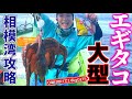 【エギタコ釣り】相模湾で大型連発!!穴場のマダコ釣り！【かねい丸】【タコ釣りボール】【タコ餌木】