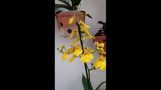 ✅  Flower Veiling Oncidium Stephanie Dan How Deep is your Love