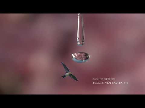 Video ĐẶC ĐIỂM SINH HỌC CỦA CHIM YẾN | Kỹ Thuật Nuôi Yến - youtube