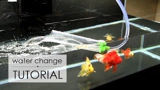 Water Change Tutorial | Goldfish Care How Often To Change Goldfish Water