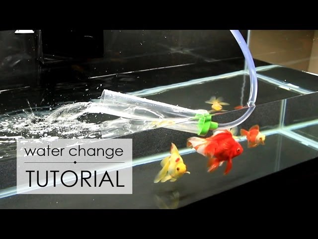 goldfish-water-change