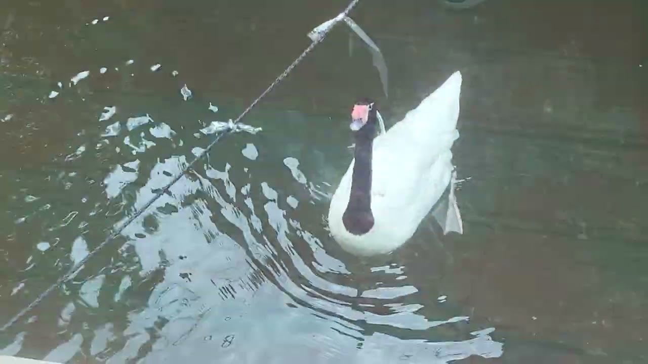 Staten Island Zoo Walkthrough Tour July 23, 2025