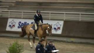 Seigneur Kervec Stallion Sf