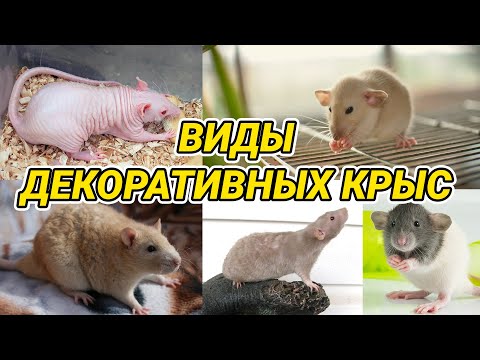 Виды декоративных крыс
