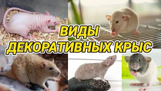 Виды декоративных крыс (стандарт, дамбо, бесхвостые, сфинкс) и их окрасы. Домашние крысы