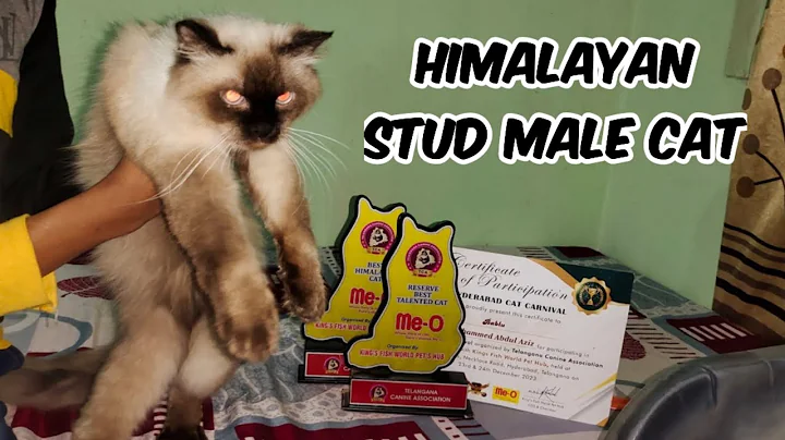 Video 3828631: persian kittens cattery, himalayan male cat, pet farms