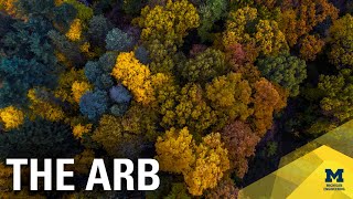 A peaceful journey through Nichols Arboretum