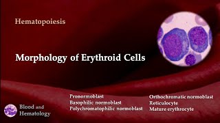 Morphology of erythroid cells