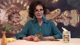Patreon calling !   #comedyvideos #animals #possum #funny #possumkingdom #comedy