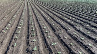 アブラナ科の根こぶ病対策　20/9/8