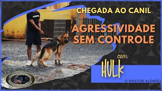 HULK  Pastor Alemão  Chegada ao Canil