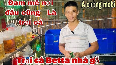 Thăm trại cá Betta nhà gỗ của A Cường Mobi-Thái Salem vê lốc