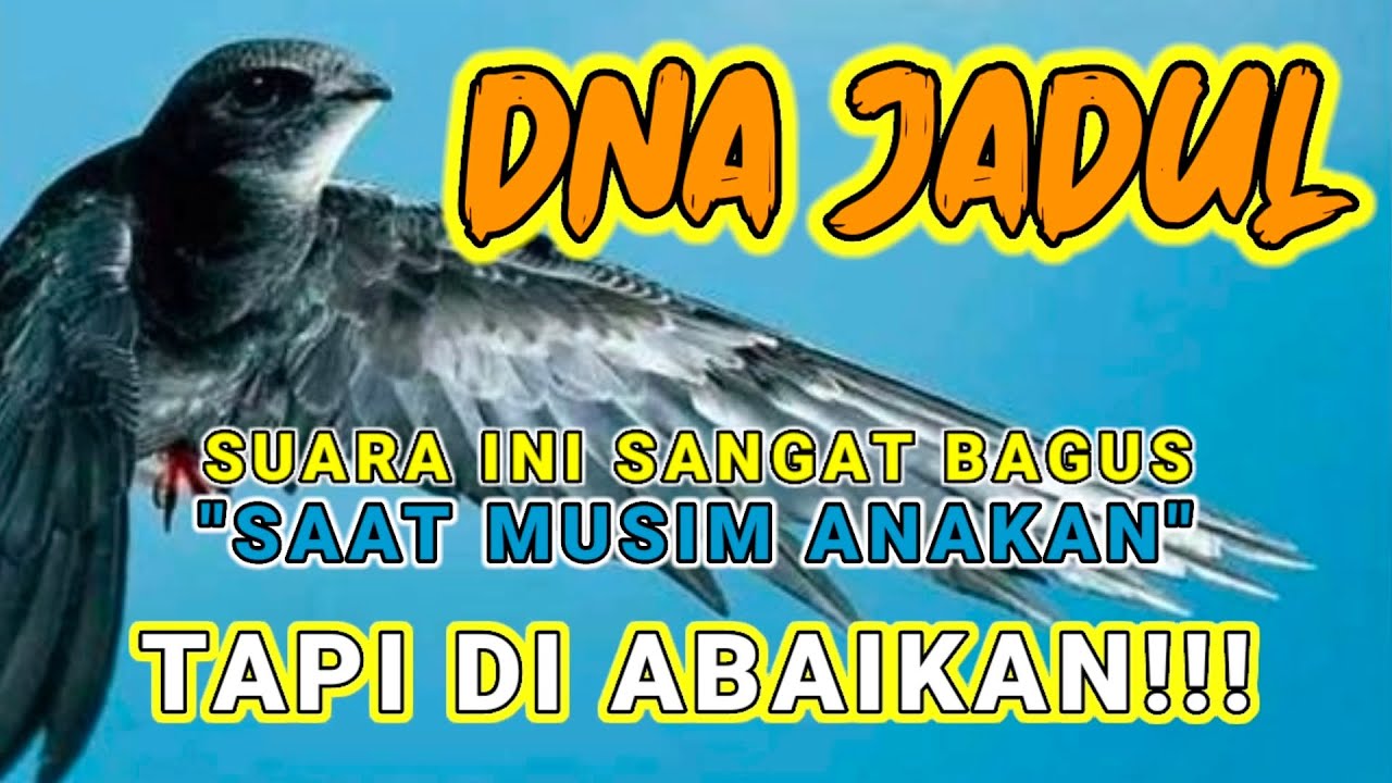 Suara Panggil Ini Lebih Baik Dari Ribuan Suara Walet Yang Ada Di YouTube.