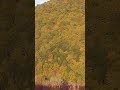 Bigfoot Encounter In West Virginia | Father And Son See A Cryptid Creature (Gorilla On Steroids)