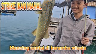Bocil strike ikan mahal,saya strike baronang jalu @Ngusepbaronangchannel #caramancingikanbaronang