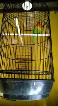 lovebird durasi 30 detik#
