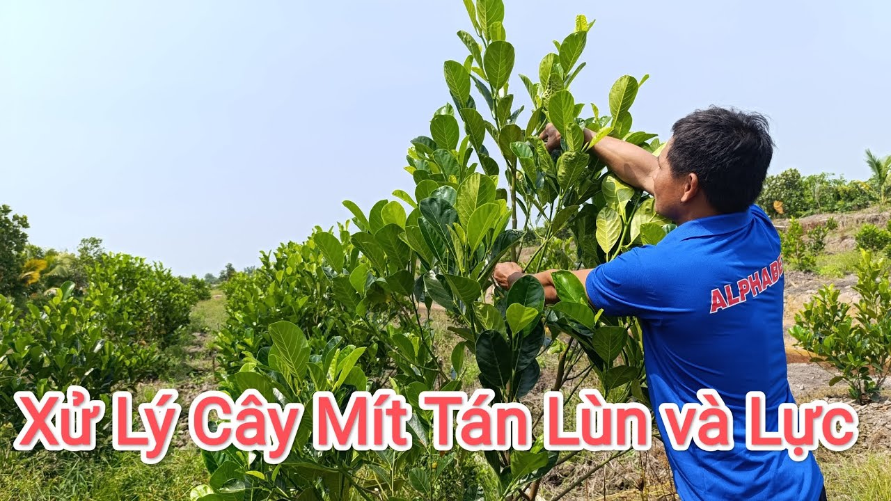 Cách tạo tán lùn lực cho cây mít ruột đỏ và vàng