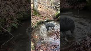 Pack hike with friends 