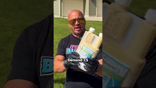 How to Kill Wasps Fast &amp; Safe