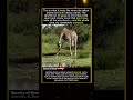 The Most Dangerous Sip In The Animal Kingdom #wildlife #animals #viral #nature #animalshorts #facts
