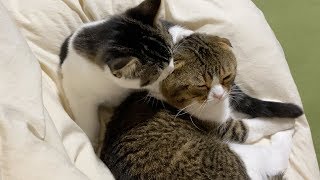 お昼寝を楽しむ猫達とママ