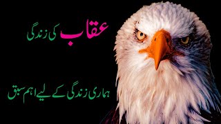 Life Story Of An Uqaab Important Story Of Aqaab - Urduhindi