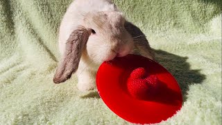 Funny Rabbits Eating Raspberry by Bunny Love 3,687 views 2 years ago 3 minutes, 45 seconds