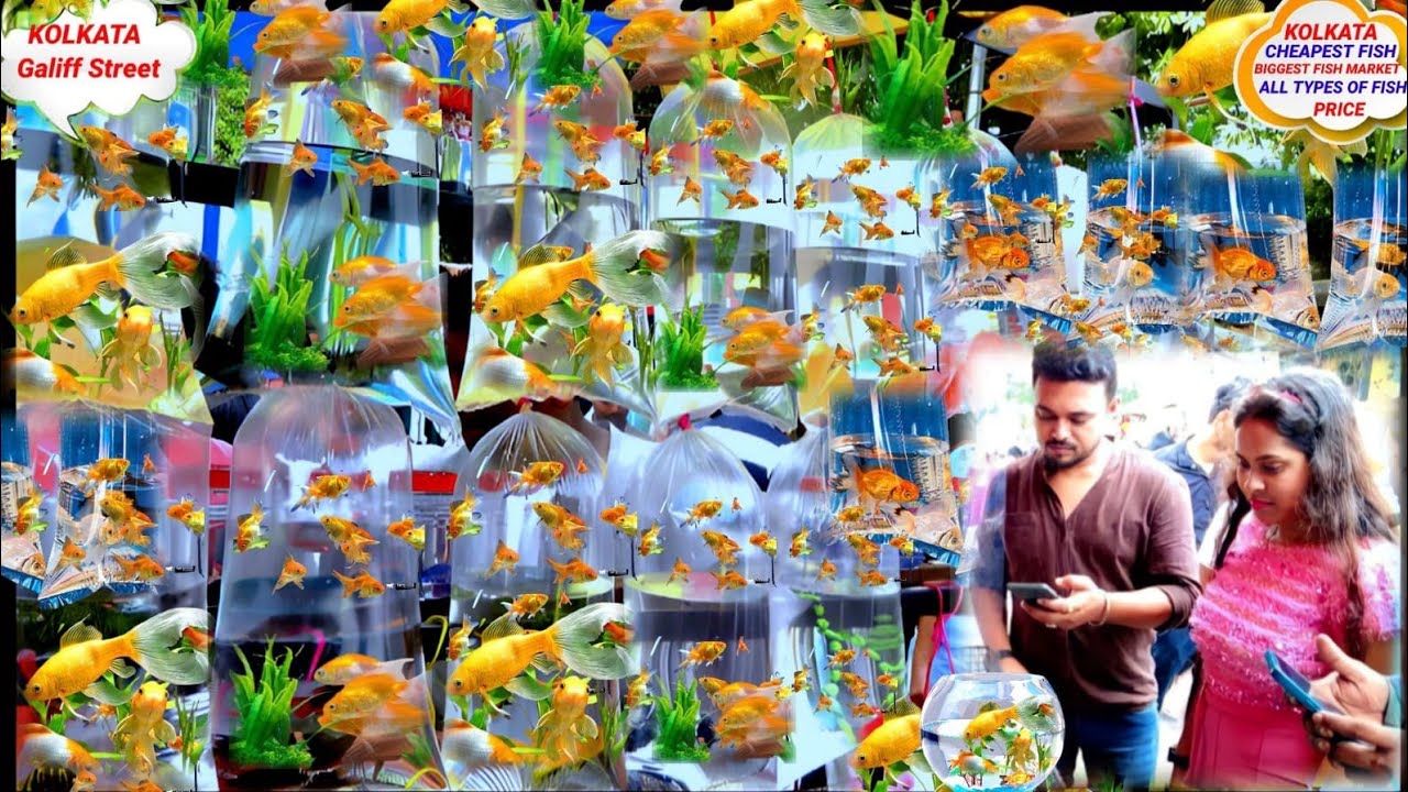 GALIFF STREET FISH PRICE! GALIFF STREET FISH MARKET! GALIFF STREET PET MARKET! GALIFF STREET