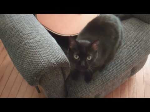 CAT PLAYS GUITAR!!!