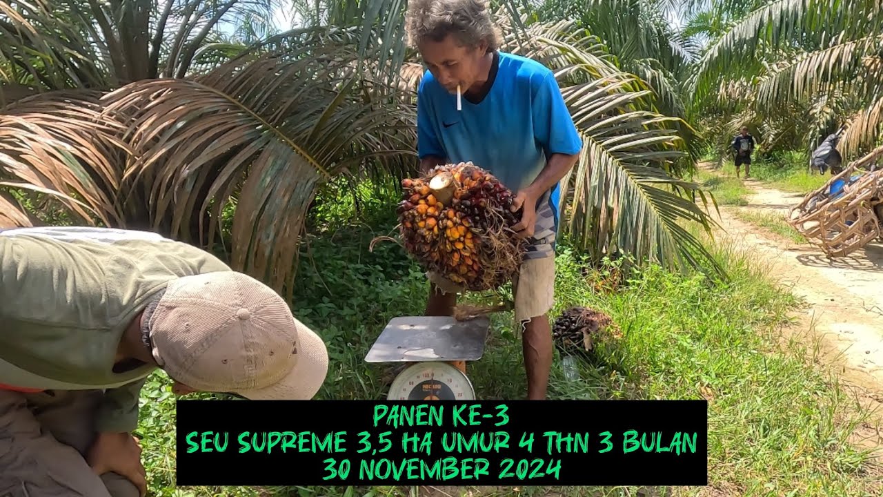 Panen Ke-3 Seu Supreme || 30 November 2024