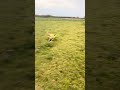 Khaki Campbell drake flying