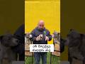 არ მოექცე ძაღლს ასე Dogs Shorts Foryou Fyp წვრთნა 