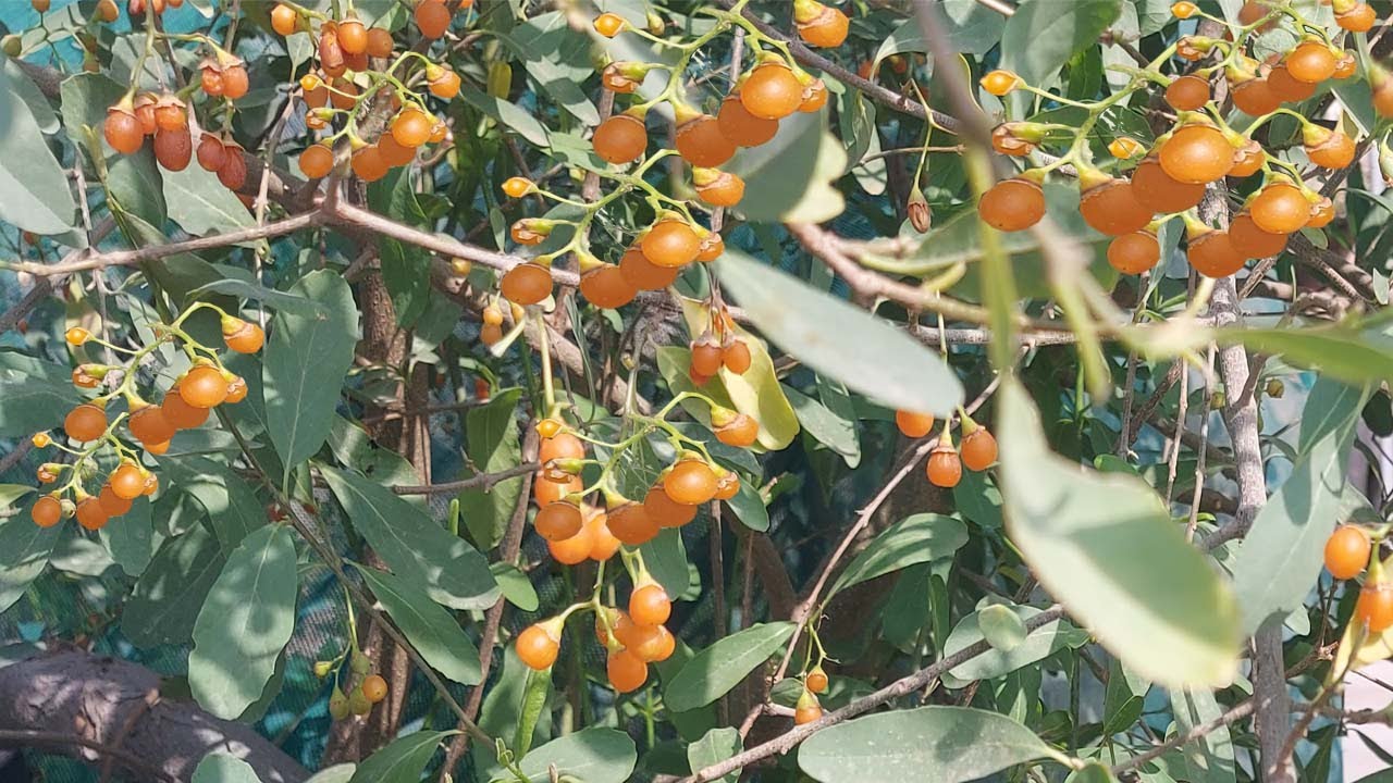 فاكهة البمبر البري,Cordia sinensis#البمبر_البري