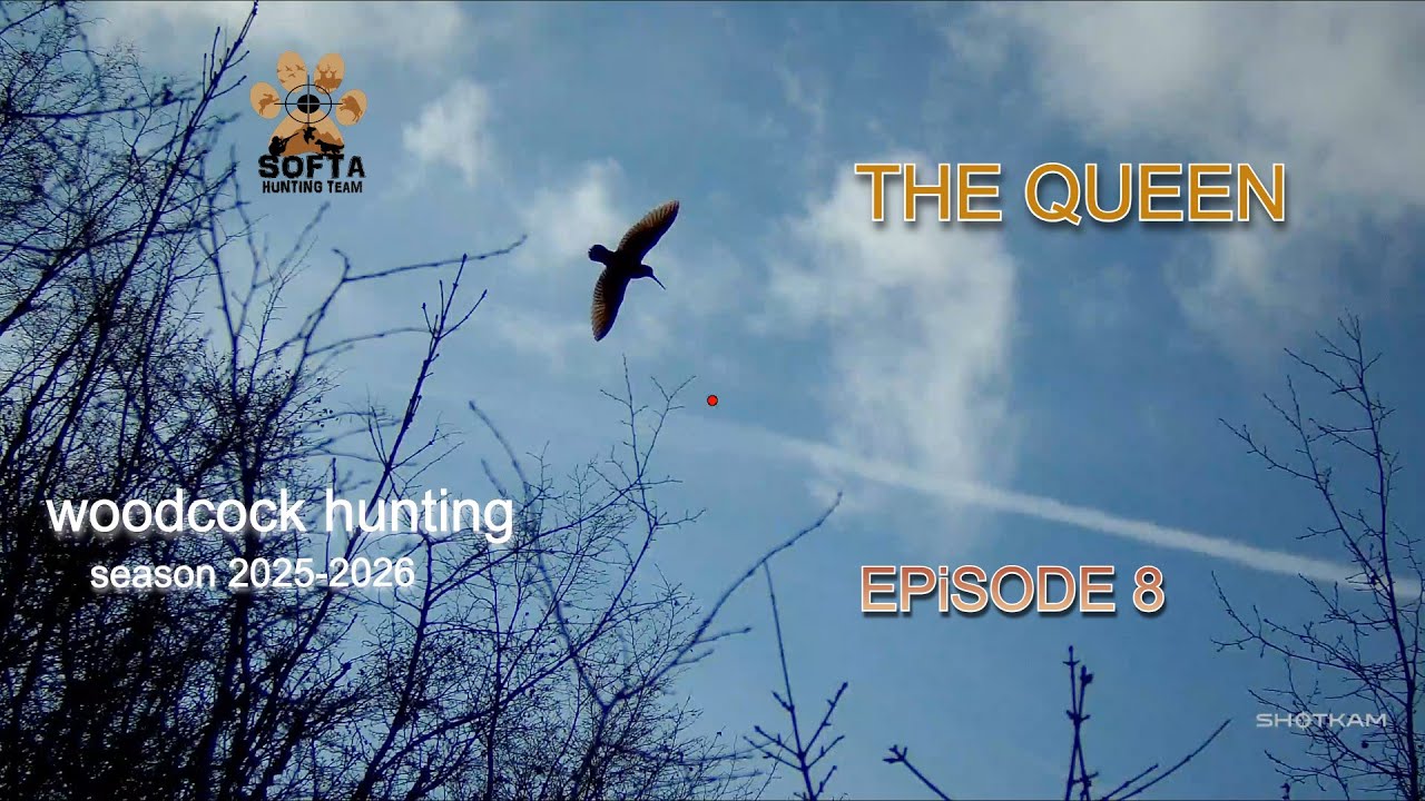 THE QUEEN - EP.8 / Κυνήγι Μπεκάτσας /Woodcock Hunting /Caccia alla Beccaccia /Çulluk Avı [2025-2026]