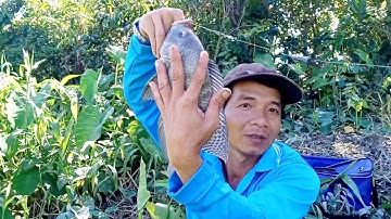 Câu cá rô phi cá rô cá điêu hồng cá tra thật đã