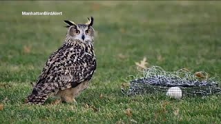 Flaco the owl now hunting on his own in Central Park