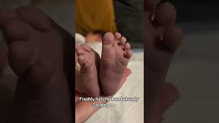 Newborn Stage. Just Hatched. Baby Cute Feet. Cutest Video Of Newborn.